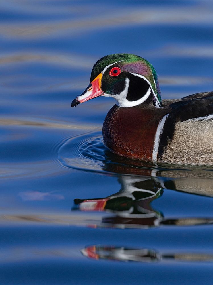 Wood duck drake in perfect coloration-New Mexico